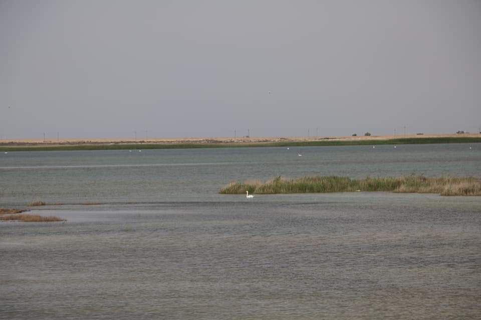 Эко-амбассадор жасанды көлге халықаралық мәртебе беруді сұрайды