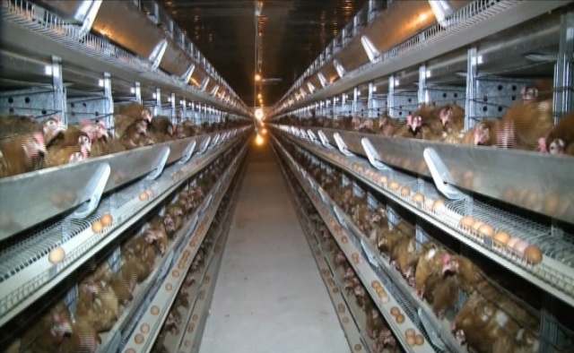 Түркістан: Құс фабрикасы өз өнімімен ауданды толық қамтамасыз етуде