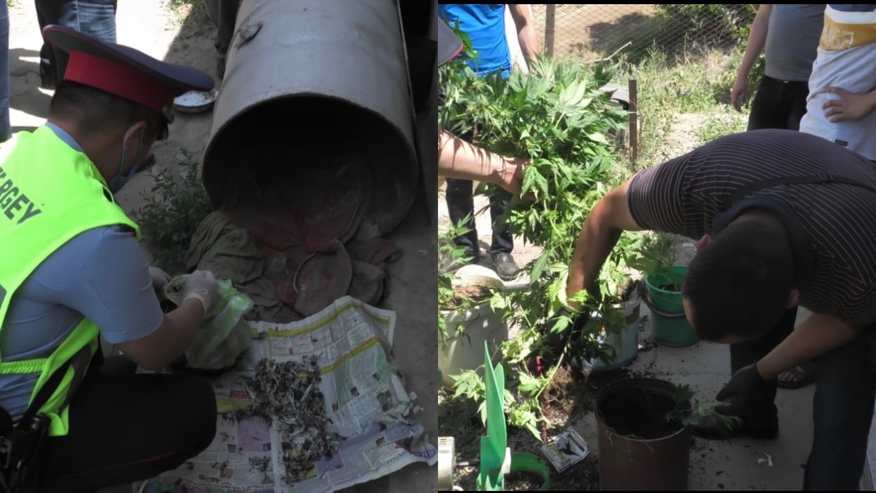 Түркістан облысында үйінде есірткі егумен айналысқан тұрғын анықталды