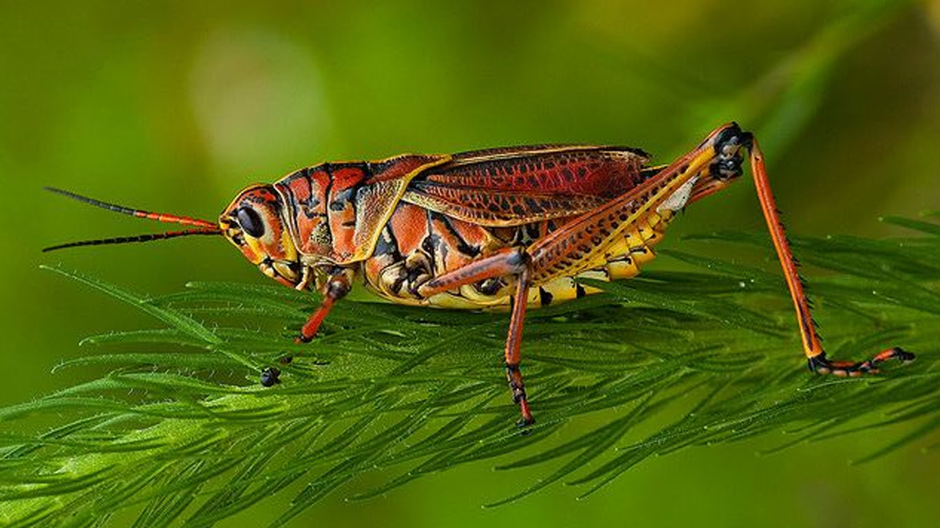 Жемір шегірткелер шығыс өңірінің аудандарында бой көрсетті