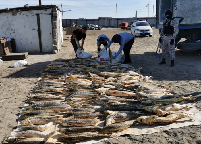 Атырауда 600 килодан астам бекіре тәркіленді
