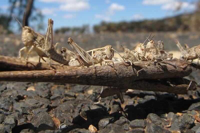 Жамбыл облысында шегірткеге қарсы өңдеу жұмыстары жүргізіліп жатыр