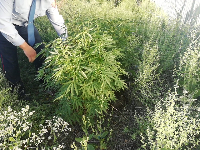 Қызылорда тұрғыны ауласына 83 түп сора еккен