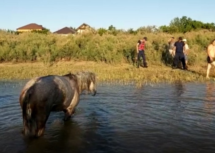Атырауда браконьер торына балық емес, жылқы түсті