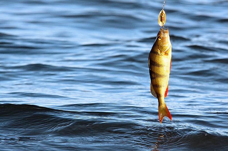 Көкшетауда сасық балықтарды аулау тыйылмай отыр