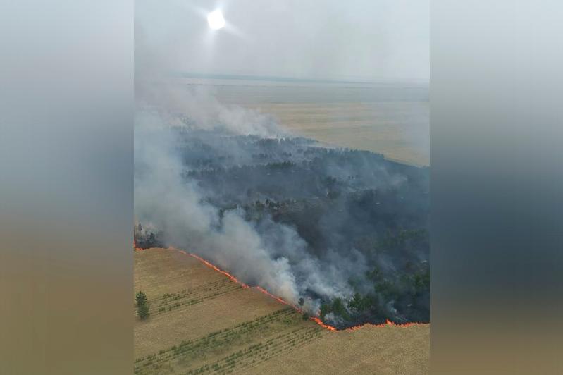 Павлодар облысында орман өртенді