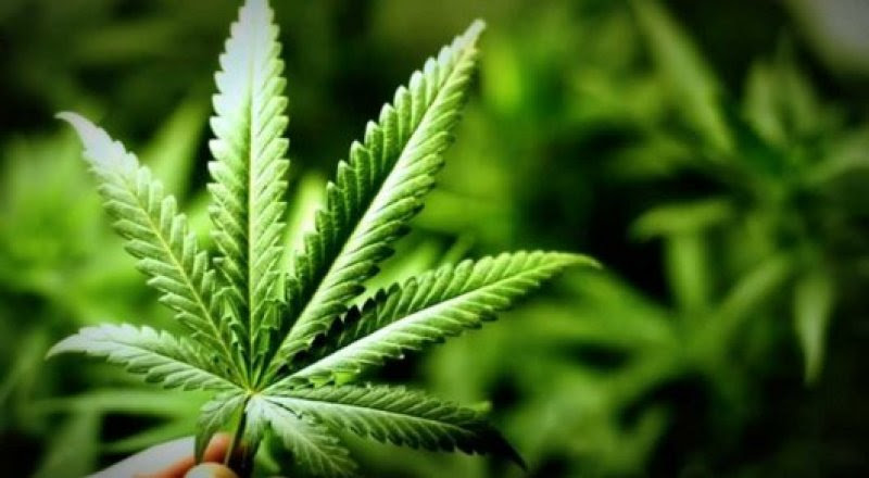 Түркістан облысы тұрғынының ауласынан бес түп қарасора табылды