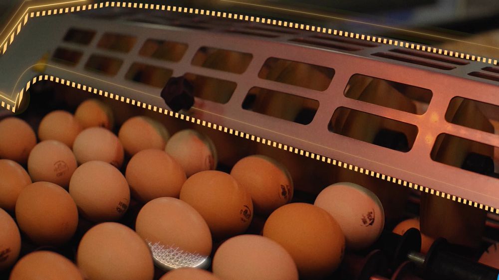 Қазақстанда инкубациялық жұмыртқа өндірісі бойынша ТМД-дағы ең үлкен жоба іске қосылады