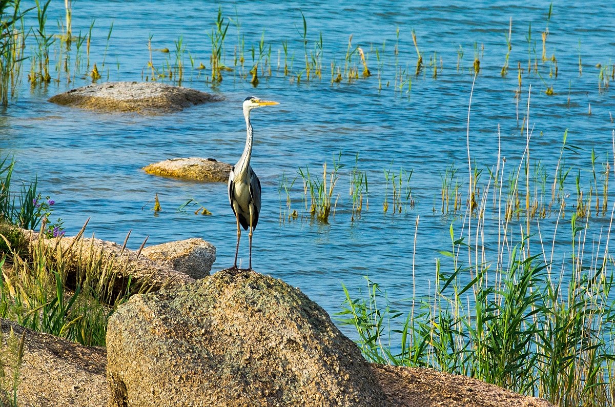Алдағы үш күнде күн күркіреп, нөсер жаңбыр жауады