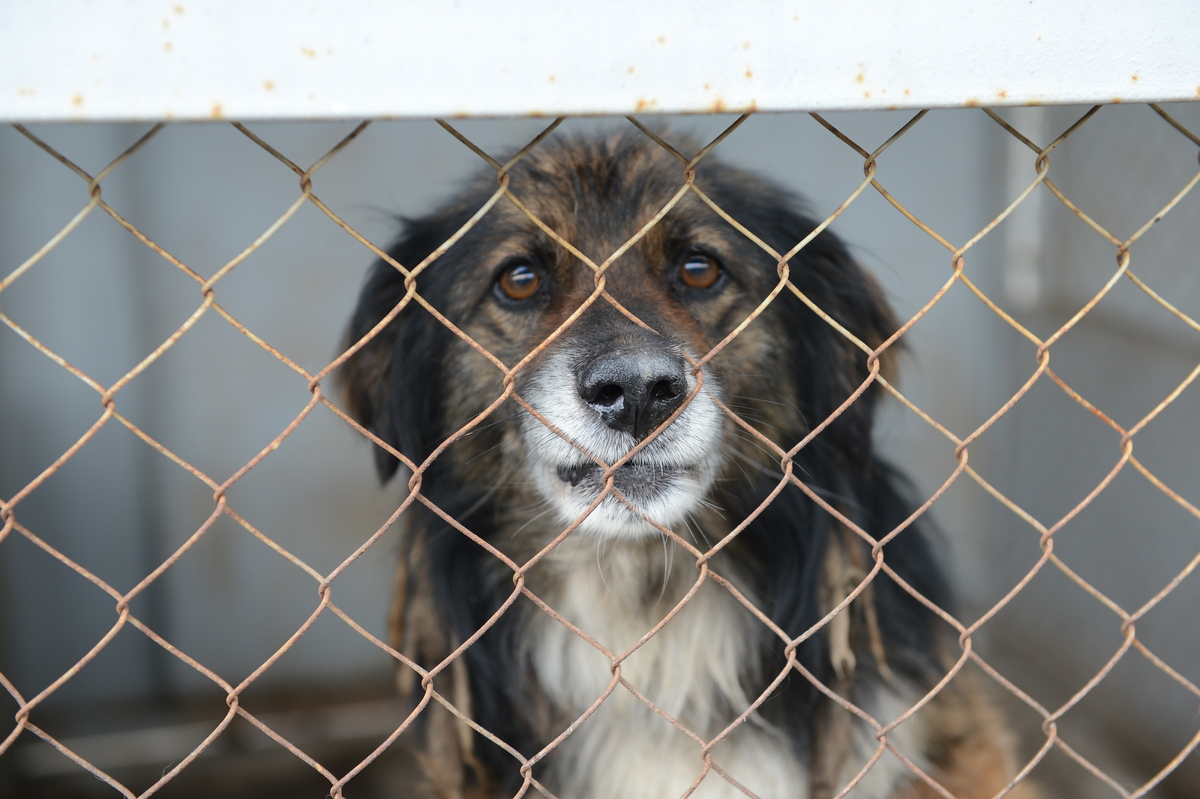 Алматыда 20 мың үй жануарына чип тағылады