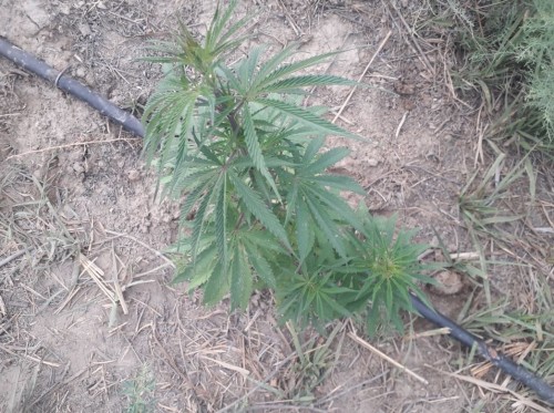 "Қарасора-2020": Бір айда 41 қылмыс анықталды