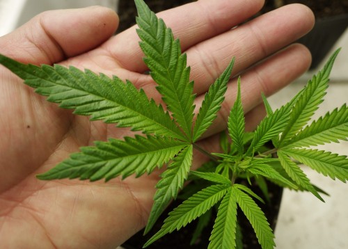 Атырауда қарасора өсірген тұрғын ұсталды