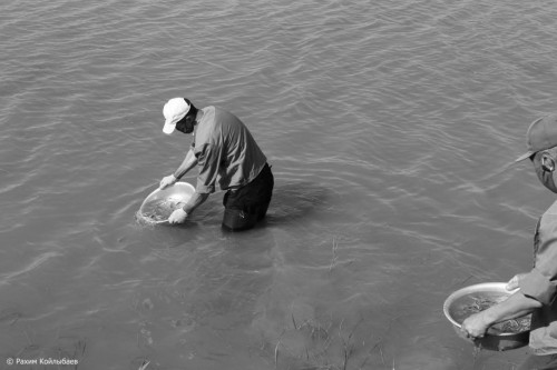 Атырау балықшылары Жайыққа бекіренің 2,8 млн шабағын жіберді