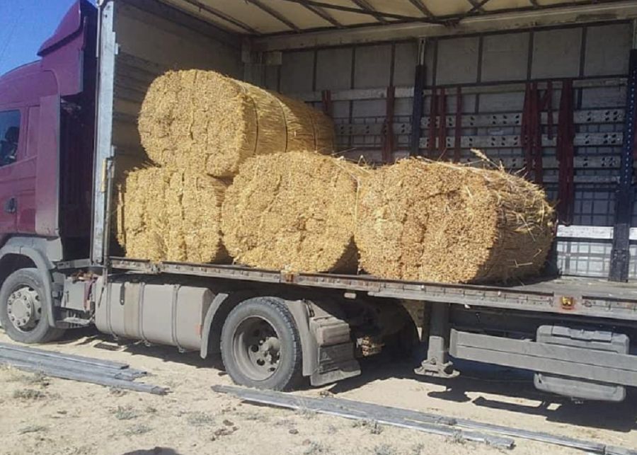 Сыр қамысына сырттан сұраныс бар