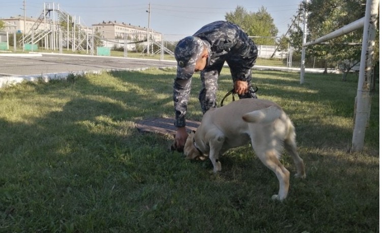 600-ден астам қылмыс иттердің көмегімен ашылды