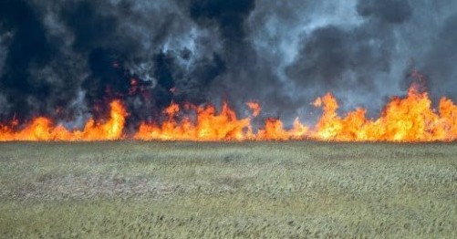 Атырау облысында тағы 5 мың гектар алқап өртенді