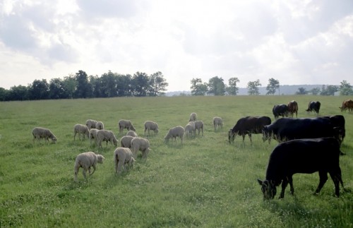 ЕАЭО мал өсіру мен тұқым алу әдістерін бірегейлендіреді