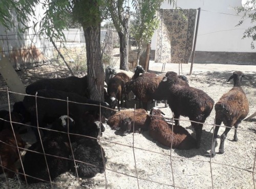 Түркістанда өзі баққан малды ұрлап, сатқан бақташы ұсталды