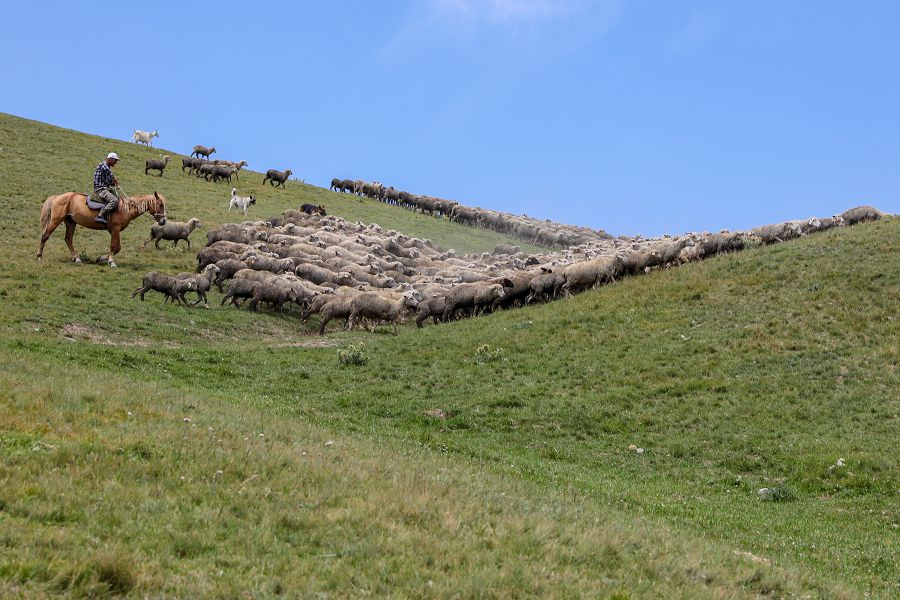Жер өспейді... (Малшылар малын қорада ұстауға мәжбүр)