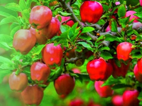 Отандық бағбандар Нидерланд технологиясын қолданады