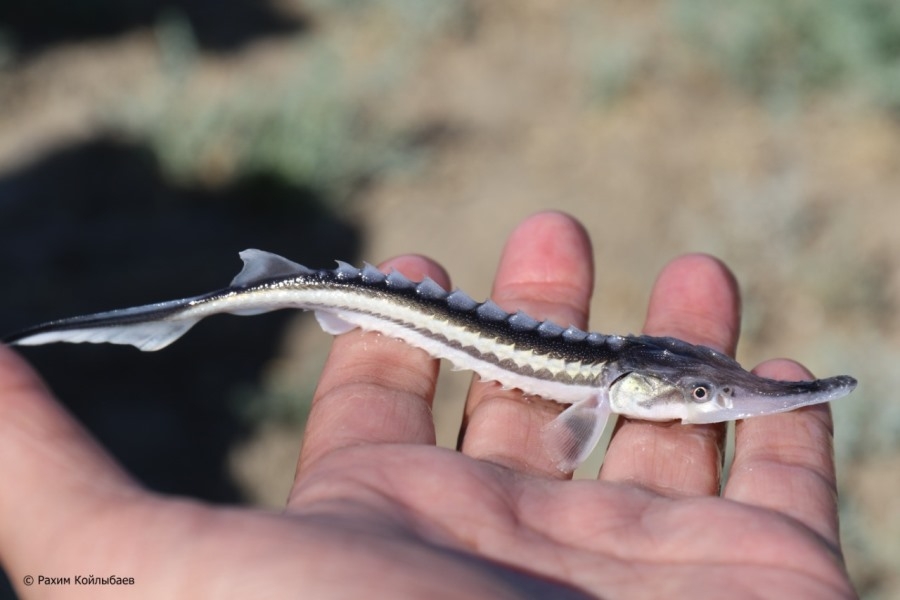 Атырауда Жайыққа шоқырдың шабағын жіберді