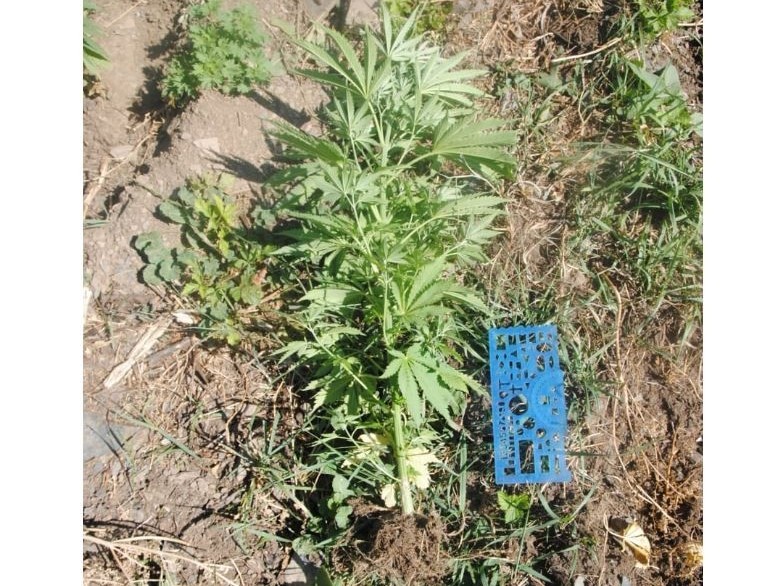 Бұлақ басына сора еккендер ұсталды