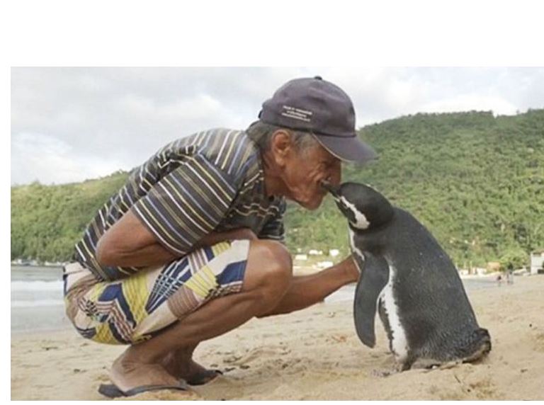 Құтқарушысын құрметтейтін пингвин