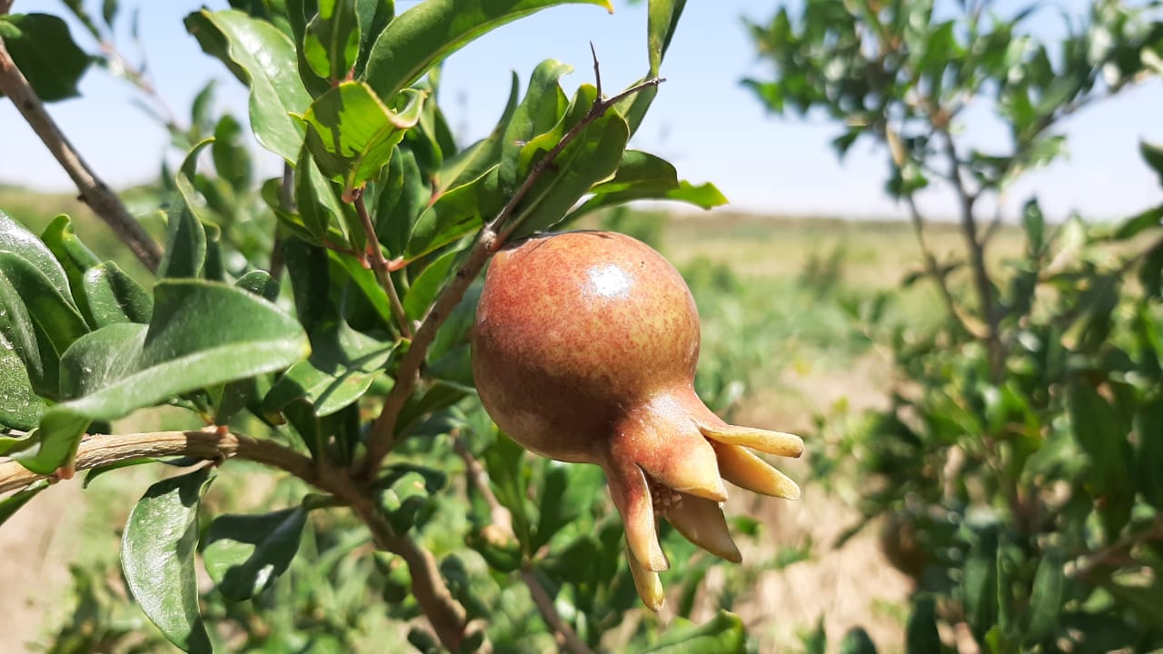 Түркістанда тропикалық жемістер өнімі арта түсуде