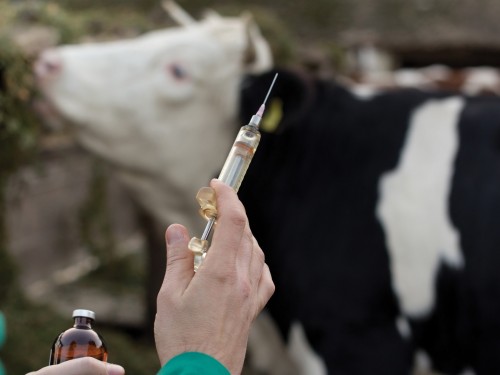 Шығыс Қазақстан облысында малдың құтырма ауруының таралу қаупі жойылды