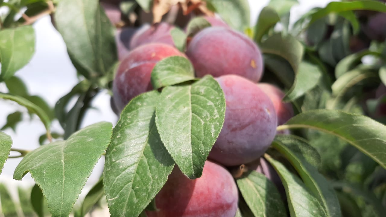 Сарыағашта егіс көлемі 917,6 гектарға инновациялық жоба іске асырылуда