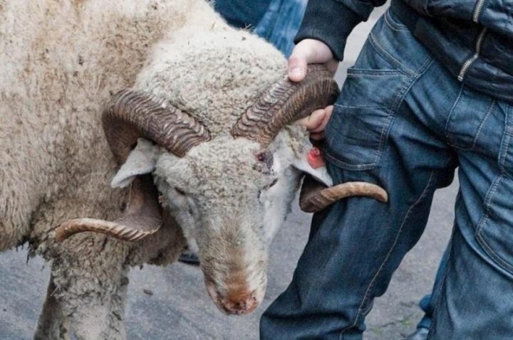 Алматыда 1300-дей адам құрбандыққа шалынған малдың етін алуға өтініш білдірген