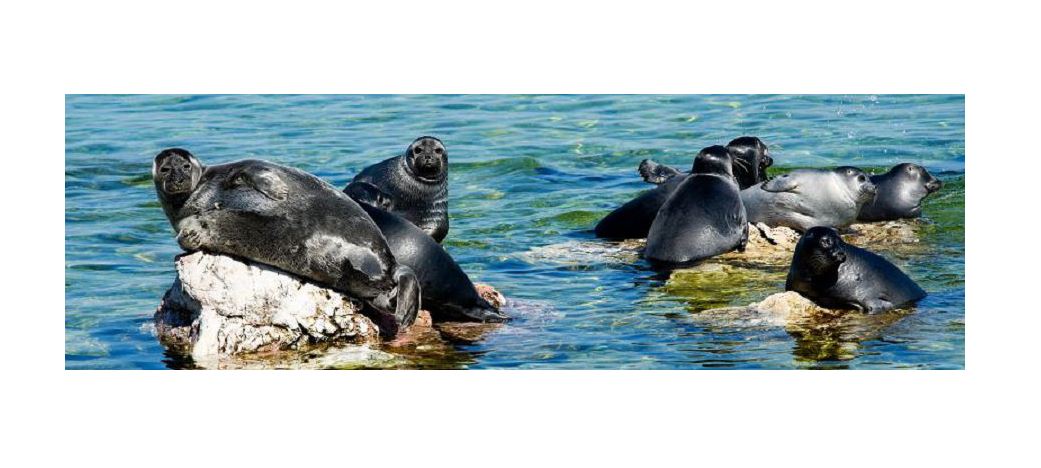 Каспий итбалығы Қазақстанның Қызыл кітабына енеді