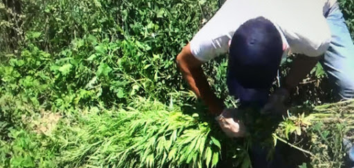 Батыс Қазақстанда есірткі егушілер көбейген