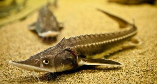 Атырауда полицейлер 1 тоннаға жуық бекіре тәркіледі