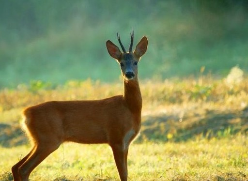 Жолды кеспек болған елік машинаның астына түсті