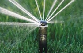 “Алматыда ағаштар аз суарылады” деген сынға әкімдік жауап берді