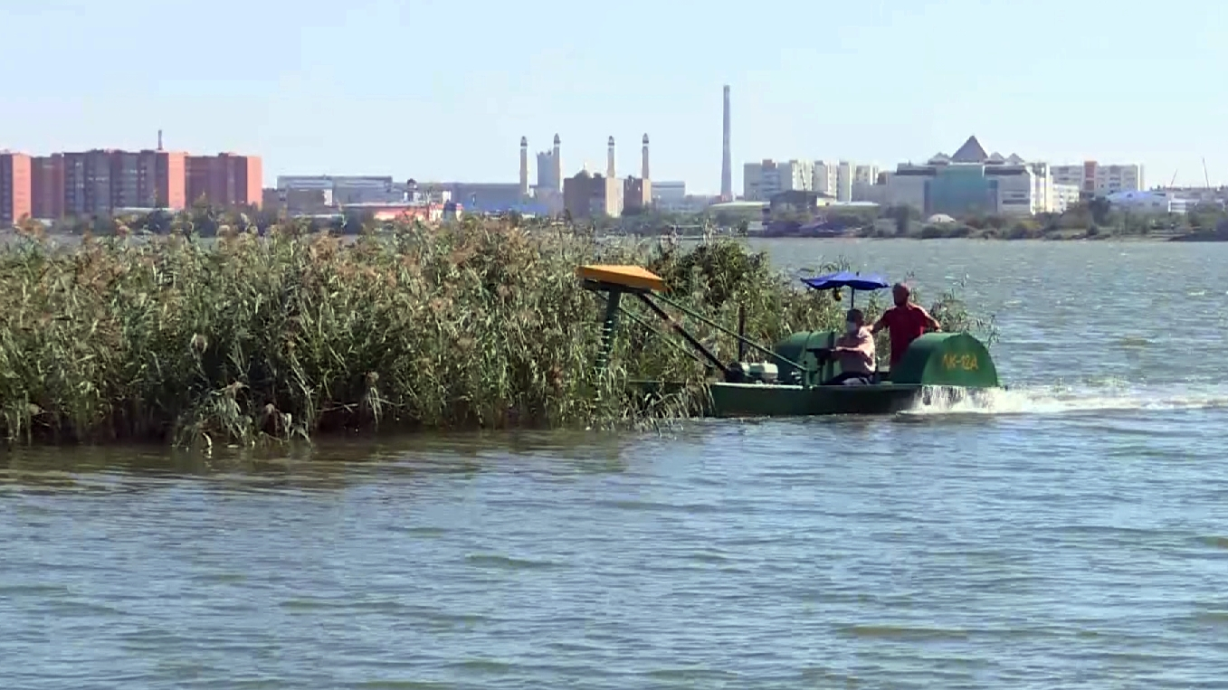 Көл қамысынан арылса...