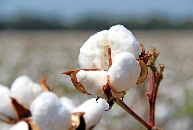 COVID-19: Мақтаның керемет қасиеті