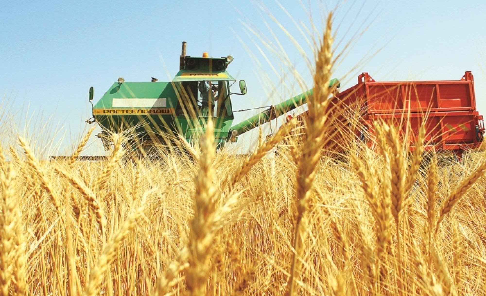 Астықты алқаптардағы арпалыс