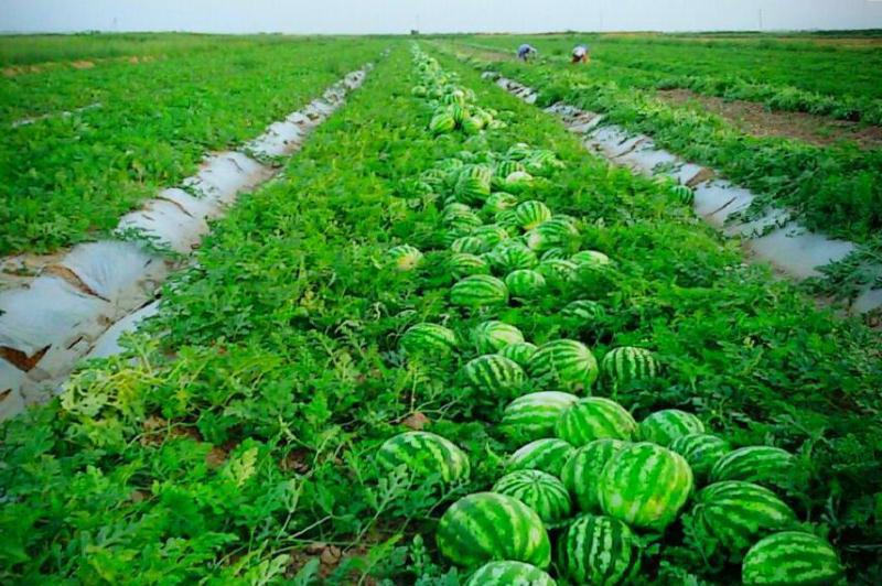 Бақша еккеннің бейнеті қашан бітеді?