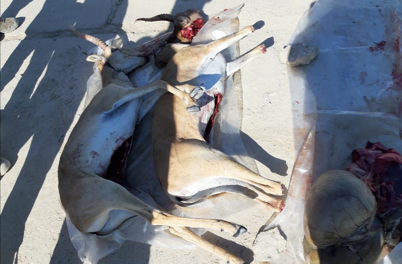 Қызылордада заңсыз киік аулаған тұрғын ұсталды