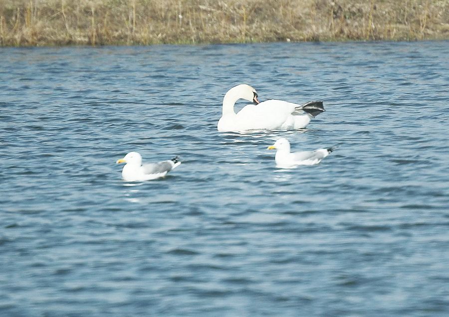 Талдыкөл құрғатыла ма?