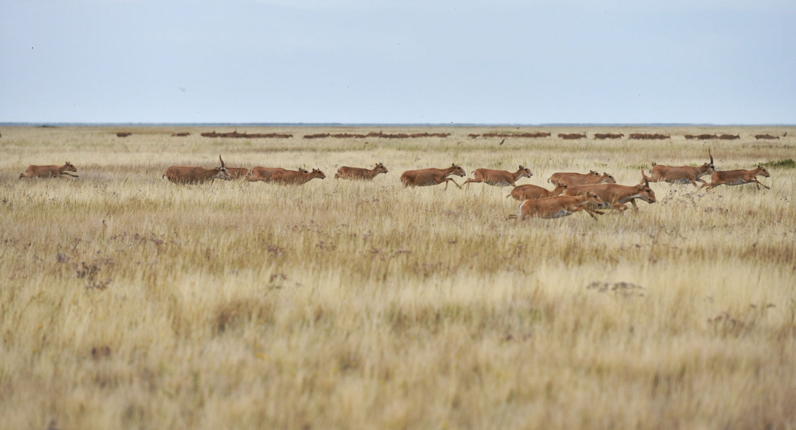 Қазақстанда ақбөкендерді қорғау ерекше назарға алынды