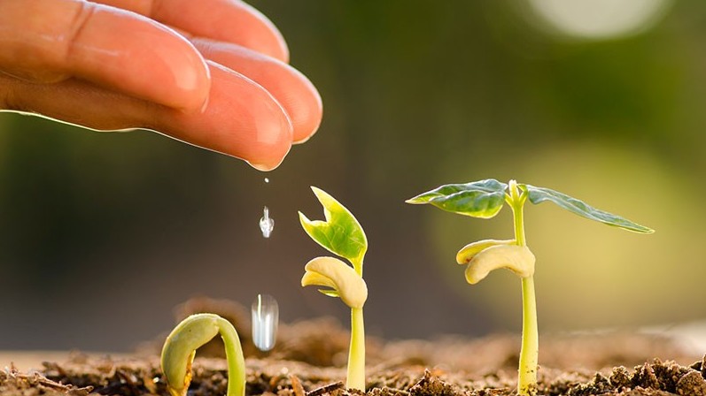 Қазақстандық кәсіпкерлер канадалық тұқымдарды қалай сатып алуда?