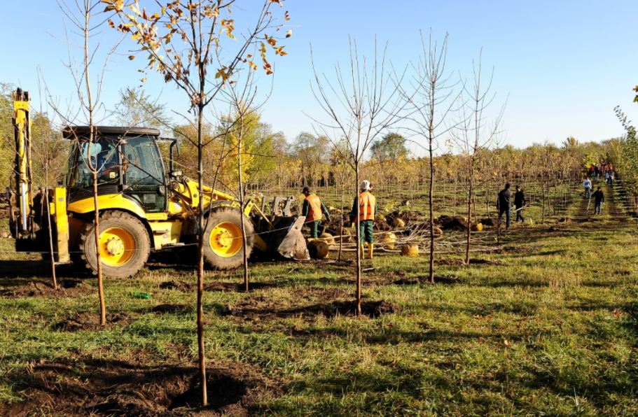 Алматыда  заңсыз ағаш кескені үшін жер телімінің иесі жауапқа тартылды