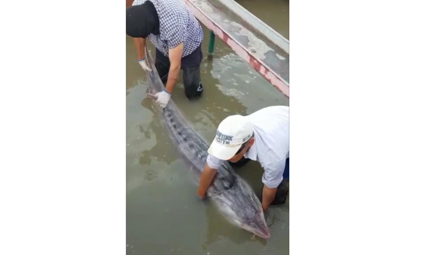 Атырауда алып қортпа балығы ауланды