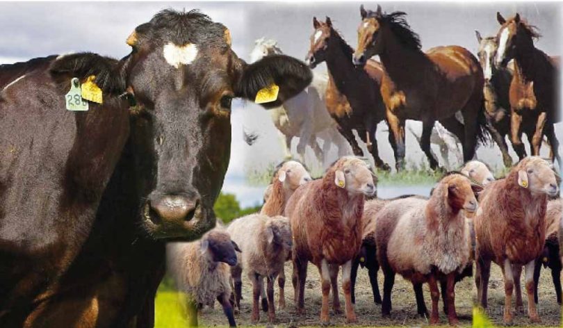 Мал өнімін молайтуға мейлінше көңіл бөлсек