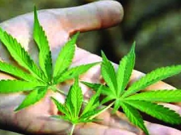 Атыраудың тұрғыны қару, оқ-дәрі, есірткі сақтап, қарасора өсірген