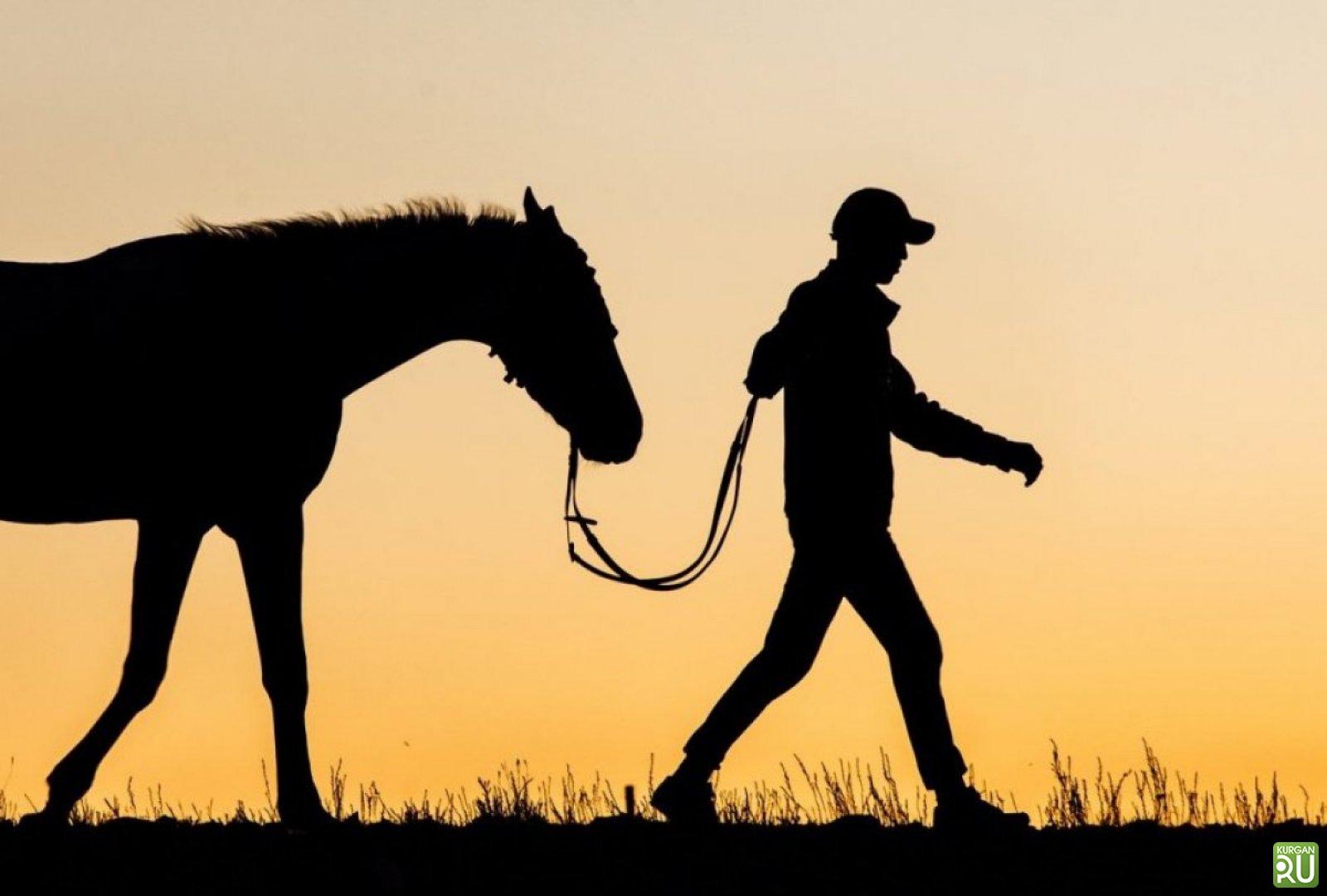 Мал ұрлаған тұрғын қамаққа алынды