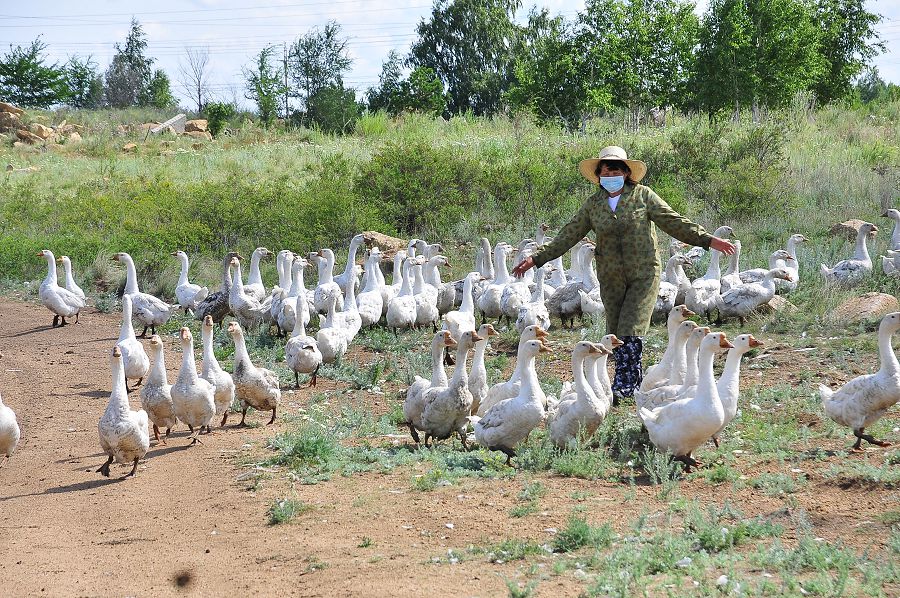 Қаз өсіріп аяғынан қаз тұрды